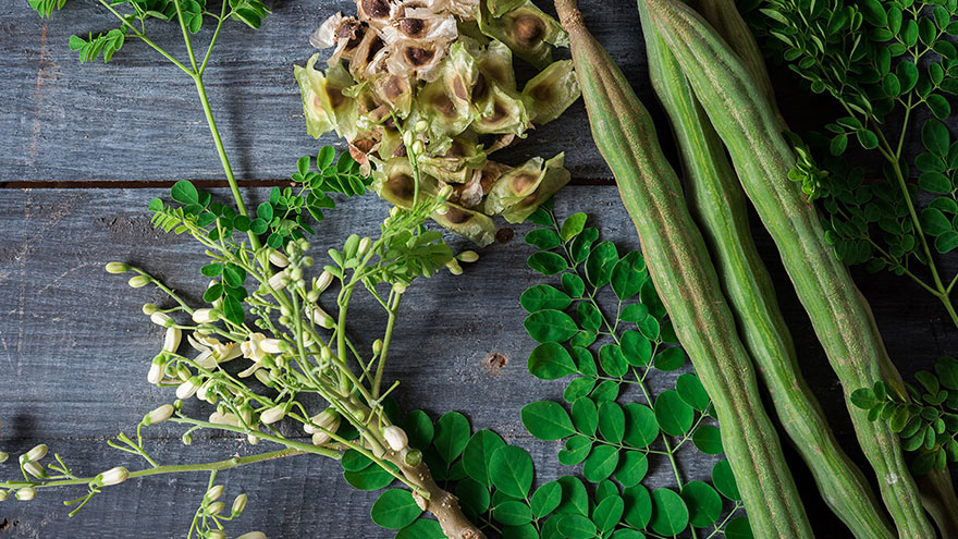 Moringa Drumsticks